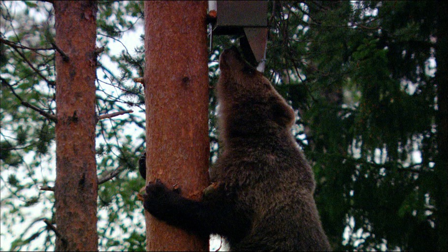 GULO, Oliver Goetzl, Ivo Noerenberg/ NDR Naturfilm, Doclights GmbH