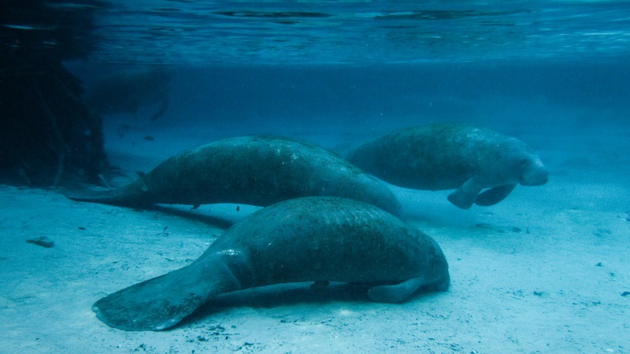 Verrückte Natur - Supersinne
