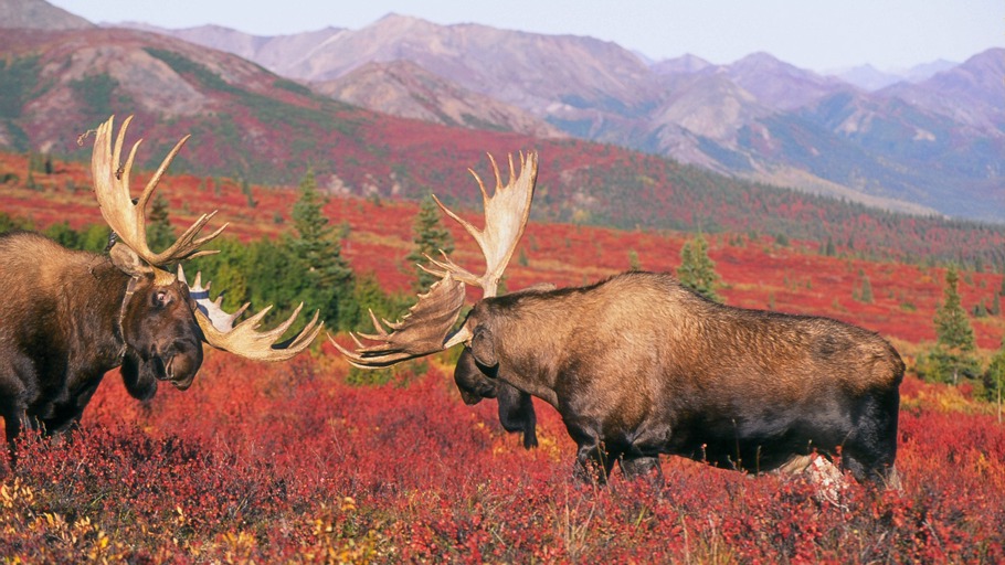 Andreas Kieling, Viking Film