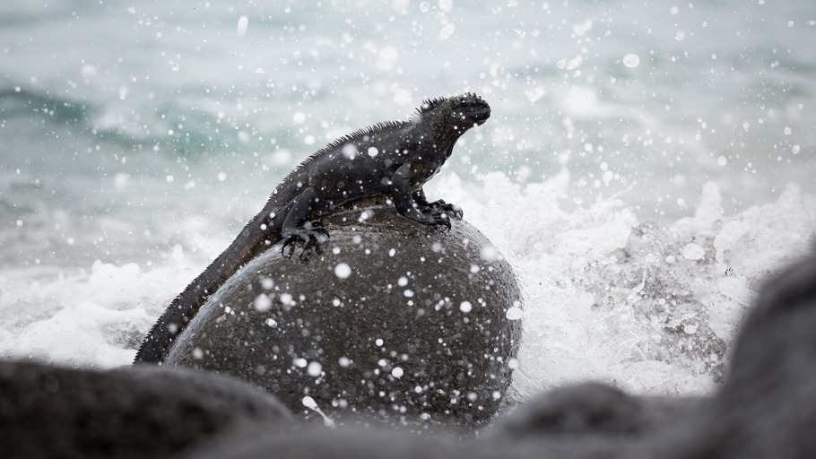 Leben zwischen den Welten