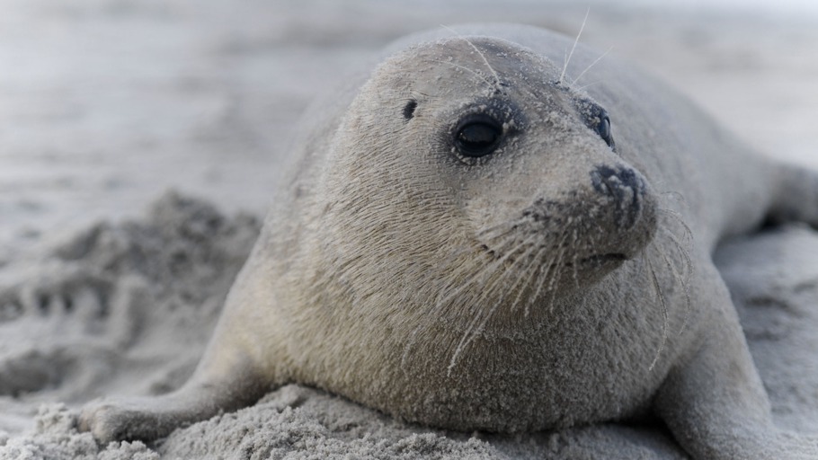 Zum Schwimmen geboren