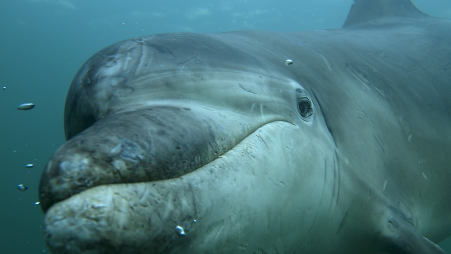 Zum Schwimmen geboren - Wale, Delfine und Co
