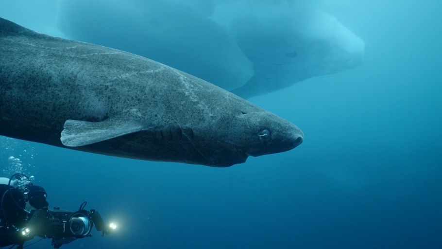 Geister der Arktis: Eishaie